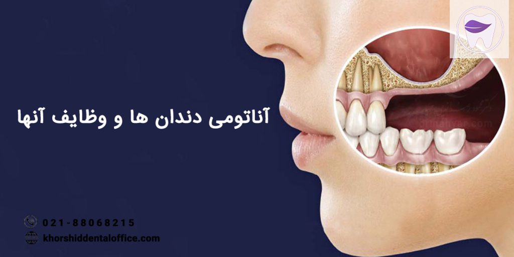 از آناتومی دندان ها و وظایف هر کدام چه میدانید ؟